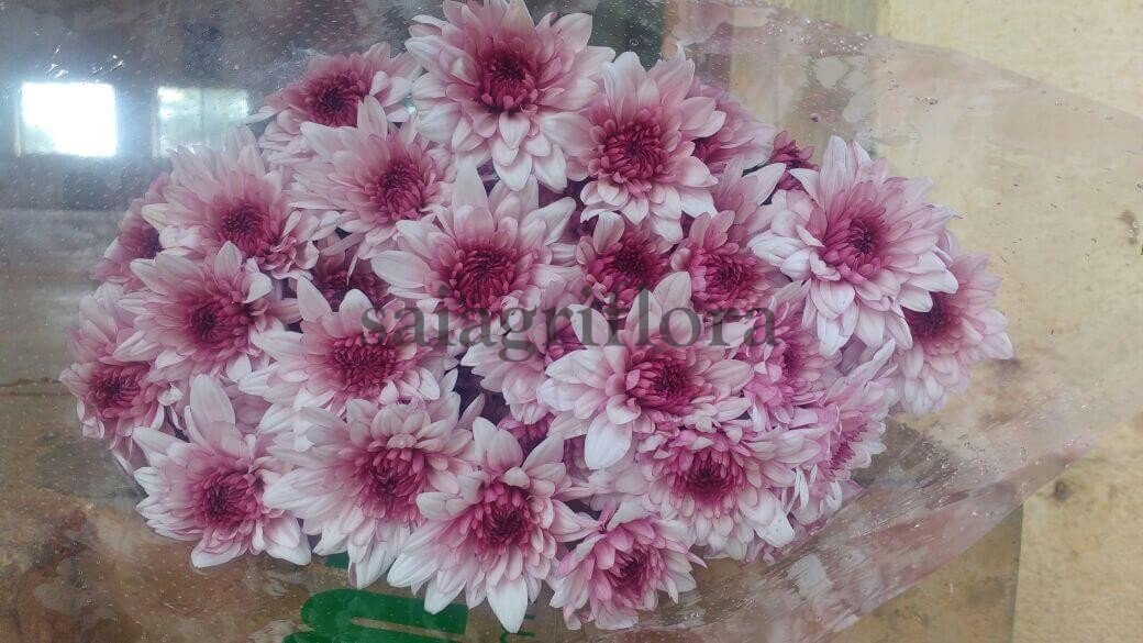 chrysanthemum 2