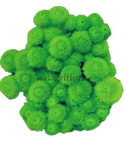 chrysanthemum 3 removebg preview (1)