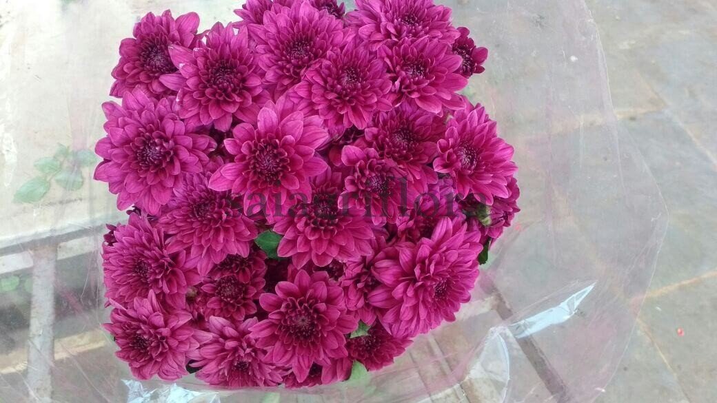chrysanthemum 9