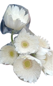 gerbera 4 removebg preview (1)
