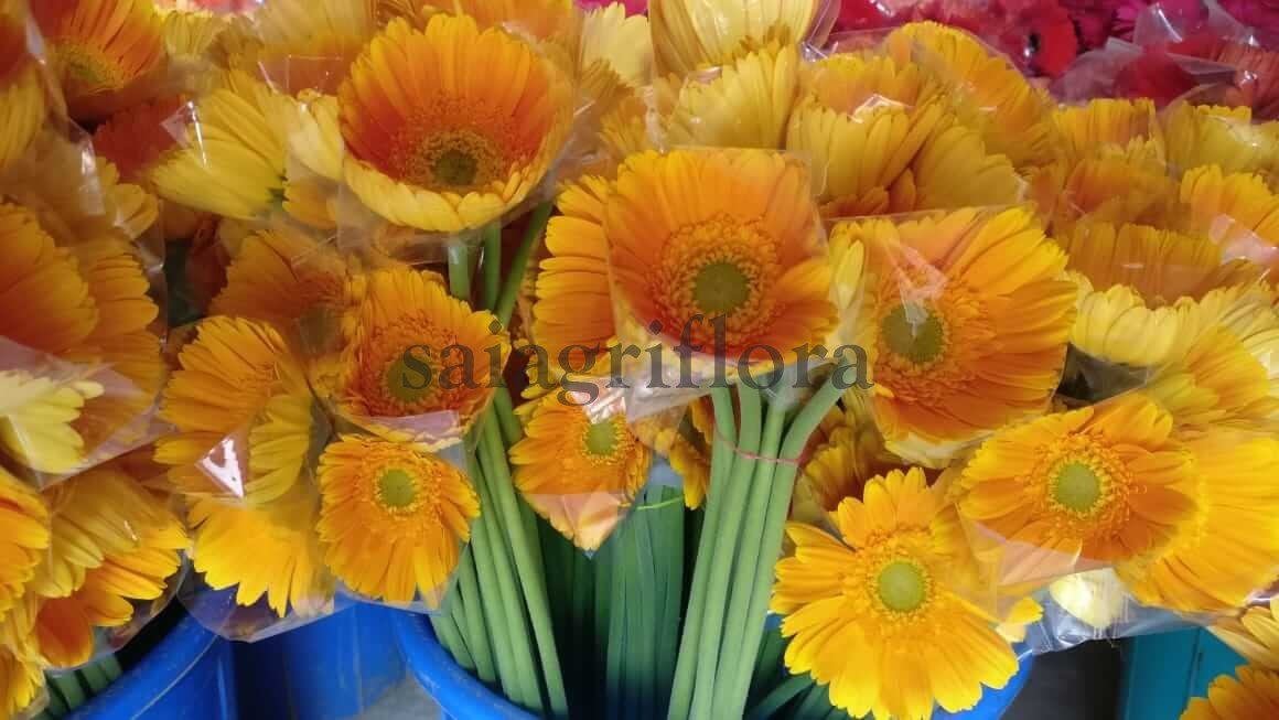 gerbera 5