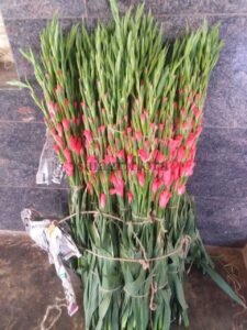 gladiolus 1