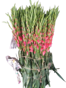 gladiolus 1 removebg preview