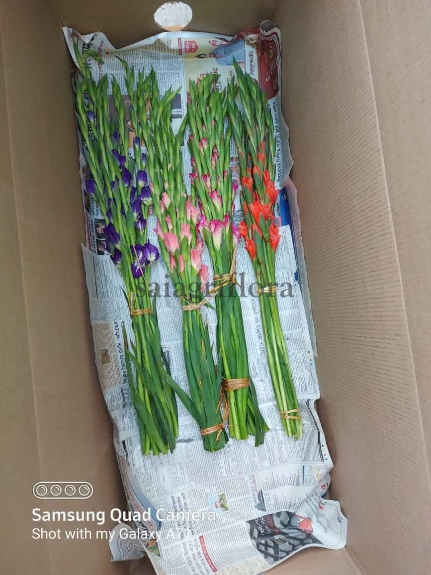 gladiolus 3