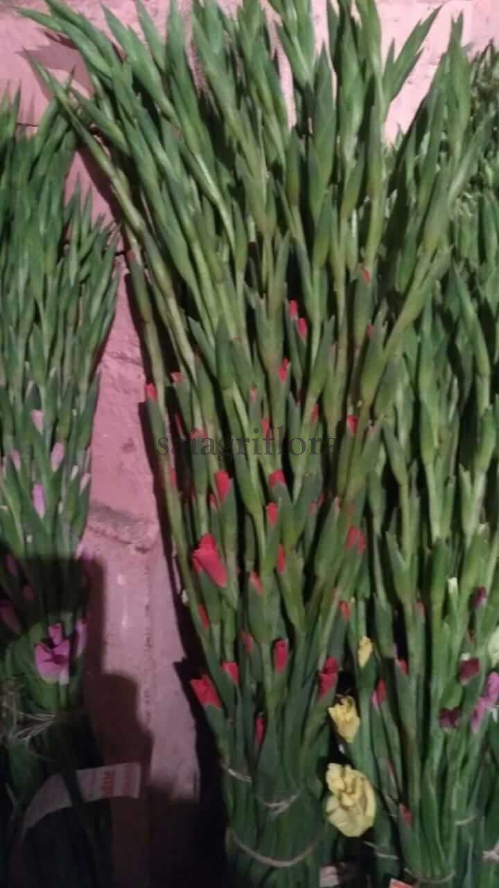 gladiolus 4