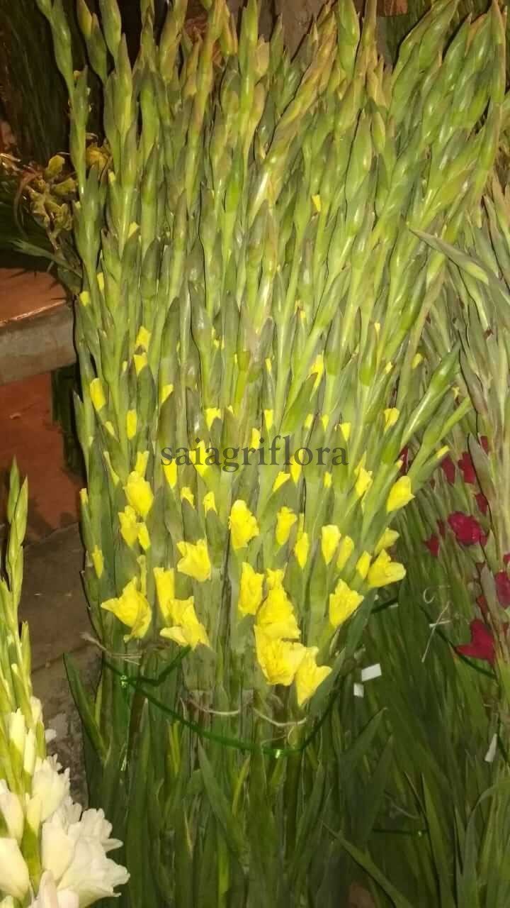 gladiolus 6
