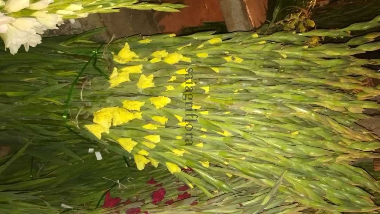 gladiolus 6 copy