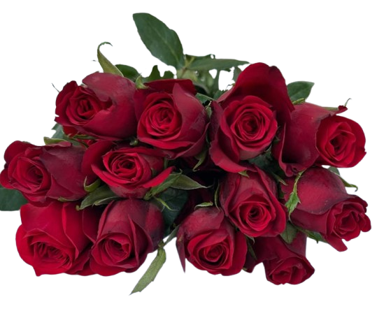 whatsapp image 2026 04 16 at 7.40.12 pm copy removebg preview
