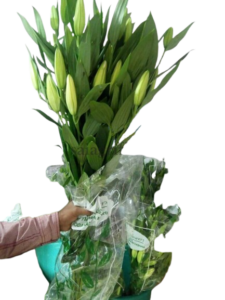 lily 4 removebg preview