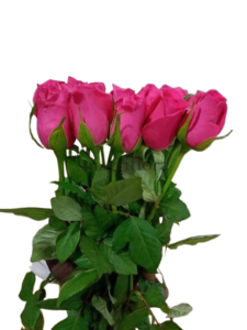 rose 2 removebg preview