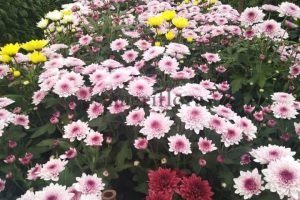 chrysanthemum 5